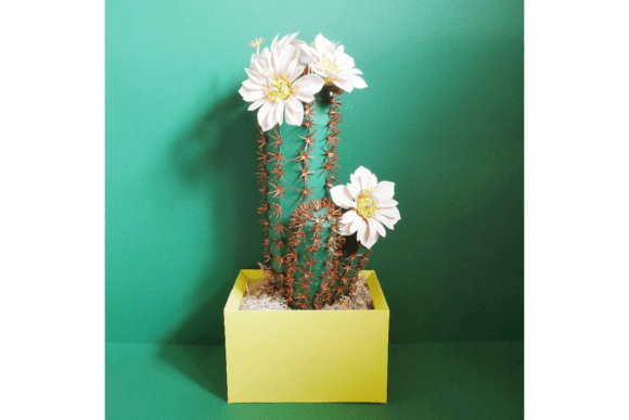 Cardon Grande Cactus: A 3D SVG for Cacti And Succulents