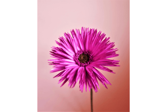 Spider Gerbera 3D SVG Paper Flowers Review